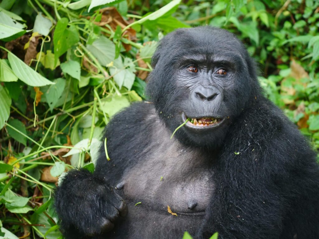 Gorilla