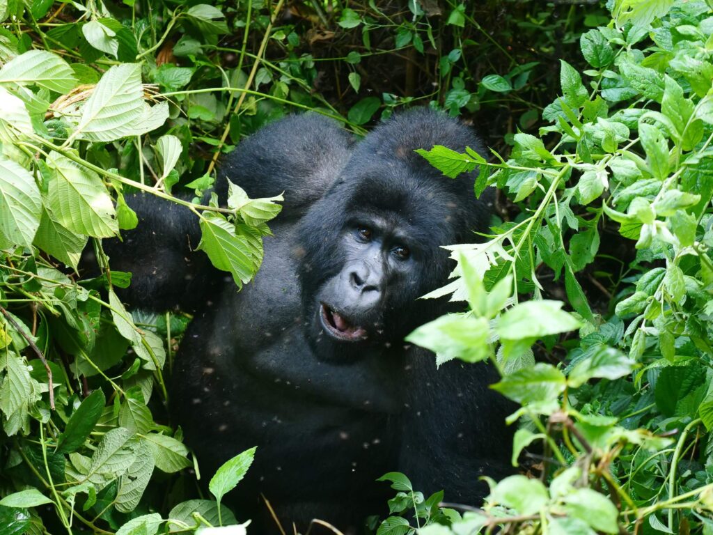 Gorilla